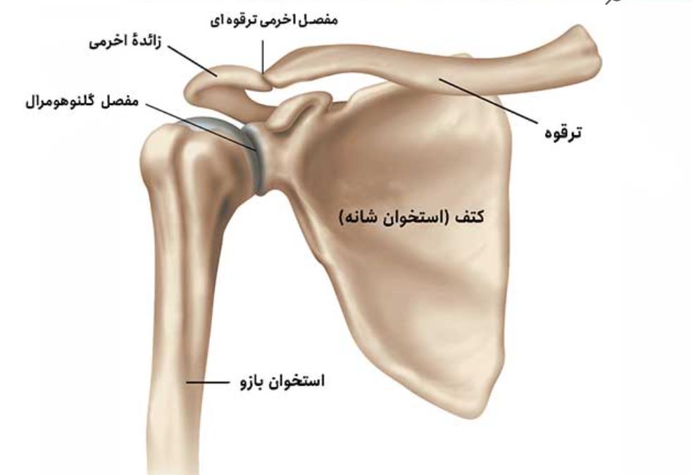 آرتروز شانه راست